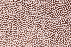 Free Spore Spines Of Shingled Hedgehog Mushroom Stock Photo - 20897090