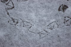 Sporen van eenden in de sneeuw eenden in de winter op zoek naar voedsel bij het bevroren meer bescherming van aard, bescherming v stock foto's Sporen van eenden in de sneeuw eenden in de winter op zoek naar voedsel bij het bevroren meer bescherming van aard, bescherming v stock foto's