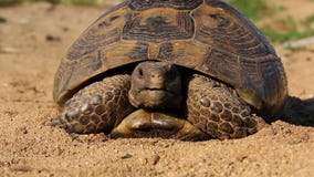 Sporn-thighed Schildkröte Sporn-thighed Schildkröte
