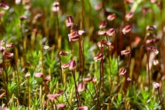 Sporophytes de mousse de Polytrichum photographie stock libre de droits Sporophytes de mousse de Polytrichum photographie stock libre de droits