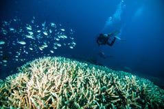 Sporttauchen des blauen Wassers des Tauchers bunaken Indonesien-Seeriffozean Lizenzfreie Stockfotos Sporttauchen des blauen Wassers des Tauchers bunaken Indonesien-Seeriffozean Lizenzfreie Stockfotos