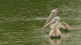 Pelecanus philippensis - Pair of Spot billed pelicans swimming on a serene lake royalty free stock images Pelecanus philippensis - Pair of Spot billed pelicans swimming on a serene lake royalty free stock images