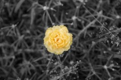 Spot colour orange on black and white images,yellow or orange portulaca grandiflora flower stock photography Spot colour orange on black and white images,yellow or orange portulaca grandiflora flower stock photography