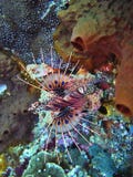 Spot-fin lionfish, Pterois antennata,Coral Sea, Bali, Indonesia royalty free stock photo Spot-fin lionfish, Pterois antennata,Coral Sea, Bali, Indonesia royalty free stock photo