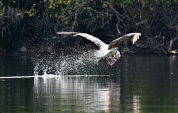 Spot pelican royalty free stock images Spot pelican royalty free stock images