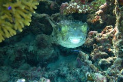 Spotbase-Burrfish oder yellowspotted Burrfish lizenzfreie stockfotografie Spotbase-Burrfish oder yellowspotted Burrfish lizenzfreie stockfotografie