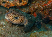 Spotfin burrfish- Canarische Eilanden stock afbeelding Spotfin burrfish- Canarische Eilanden stock afbeelding