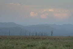 Spotted deer pack in dhikala grassland stock images Spotted deer pack in dhikala grassland stock images