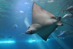 Spotted Eagle Ray and Giant Tr