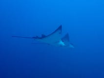 Spotted Eagle-rays Couples Stock Image