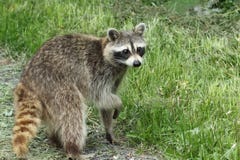 A Raccoon On The Trail stock image A Raccoon On The Trail stock image