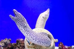 Spotted moray eel at the depth of the oceanarium royalty free stock photo Spotted moray eel at the depth of the oceanarium royalty free stock photo
