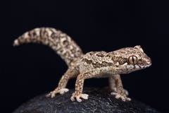 Spotted Thick-toed Gecko Pachydactylus maculatus royalty free stock image