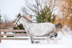 Spotty gray thoroughbred horse runs on a ranch Stock Photo Spotty gray thoroughbred horse runs on a ranch Stock Photo