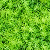 Spricker bakgrund ut för den bästa sikten för närbilden av Beautyful ormbunkar gröna folia royaltyfri foto Spricker bakgrund ut för den bästa sikten för närbilden av Beautyful ormbunkar gröna folia royaltyfri foto