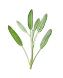 Sprig of fragrant sage on white isolated background. Top view. Close-up. stock photography Sprig of fragrant sage on white isolated background. Top view. Close-up. stock photography