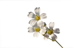 Sprig с белыми цветками на белой предпосылке стоковые фотографии rf Sprig с белыми цветками на белой предпосылке стоковые фотографии rf