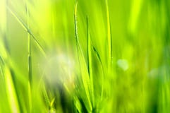 Spring And Summer Abstract Nature Background With Grass And Sun Royalty Free Stock Image Spring And Summer Abstract Nature Background With Grass And Sun Royalty Free Stock Image