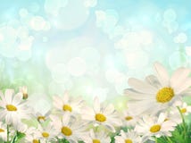 Spring Background with daisies