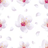 Spring background seamless pattern with sakura blossom vector illustration Spring background seamless pattern with sakura blossom vector illustration