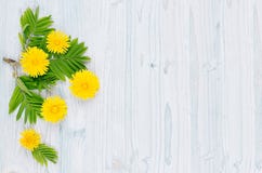 Spring background. Yellow dandelion flowers and green leaves on light blue wooden board with copy space, top view. stock images Spring background. Yellow dandelion flowers and green leaves on light blue wooden board with copy space, top view. stock images