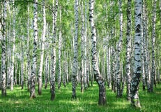 Spring birch forest with fresh greens