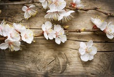 Spring Blossom stock photo Spring Blossom stock photo