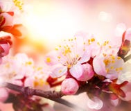 Spring Blossom stock photo Spring Blossom stock photo