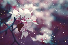 Spring blossom background with soft focus. royalty free stock photo Spring blossom background with soft focus. royalty free stock photo