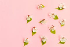 Spring blossom. springtime apple bloom, pink flowers background, pastel and soft floral card, selective focus, royalty free stock photography Spring blossom. springtime apple bloom, pink flowers background, pastel and soft floral card, selective focus, royalty free stock photography