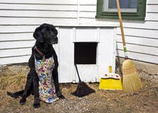 Spring Cleaning The Dog House Stock Photo Spring Cleaning The Dog House Stock Photo