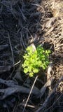 Spring Clover Sprouts Through the Mulch stock images Spring Clover Sprouts Through the Mulch stock images