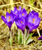 Spring crocus flowers