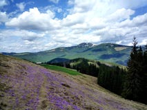 Spring crocus flowers in Carpathian Mountains royalty free stock photo Spring crocus flowers in Carpathian Mountains royalty free stock photo