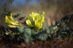 Spring in the desert, blooming astragalus, desert flowers stock photo Spring in the desert, blooming astragalus, desert flowers stock photo