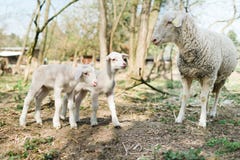 Spring the easter time in real world on farm, sheep and lambs on stock photos Spring the easter time in real world on farm, sheep and lambs on stock photos