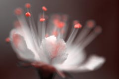 Spring flower of cherry-tree in color of living coral royalty free stock photography Spring flower of cherry-tree in color of living coral royalty free stock photography