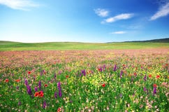 Spring Flower Meadow Stock Photo