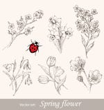 Spring flower set stock illustration Spring flower set stock illustration