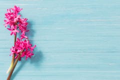 spring flowers on blue wooden background stock photography spring flowers on blue wooden background stock photography