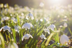 Spring flowers in morning light stock photo Spring flowers in morning light stock photo