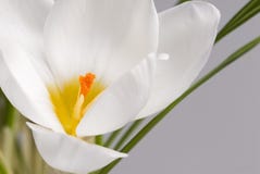 Spring Flowers Of Crocus Close-up. Royalty Free Stock Images