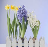 Spring Flowers On Blue Background Royalty Free Stock Photo