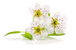 Spring flowers of pear isolated on white with clipping path royalty free stock images Spring flowers of pear isolated on white with clipping path royalty free stock images