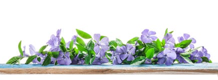 Spring flowers Periwinkle on old wooden board stock photo Spring flowers Periwinkle on old wooden board stock photo