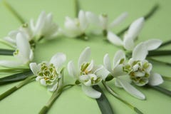 Spring flowers - white snowdrops Galanthus nivalis arranged in circle, on a green background with space for text. Top view, flat royalty free stock photos Spring flowers - white snowdrops Galanthus nivalis arranged in circle, on a green background with space for text. Top view, flat royalty free stock photos