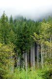 Spring Forest Stock Photo Spring Forest Stock Photo