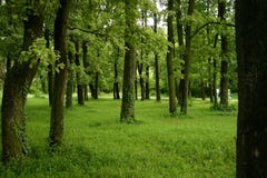 Spring Forest And Trees Royalty Free Stock Photos