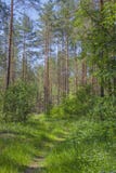 Spring forest. Forest path. Sunny clear day stock photos Spring forest. Forest path. Sunny clear day stock photos