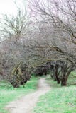 Spring forest, trees without leaves and green grass royalty free stock images Spring forest, trees without leaves and green grass royalty free stock images